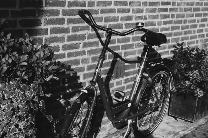 sunny autumn day VII